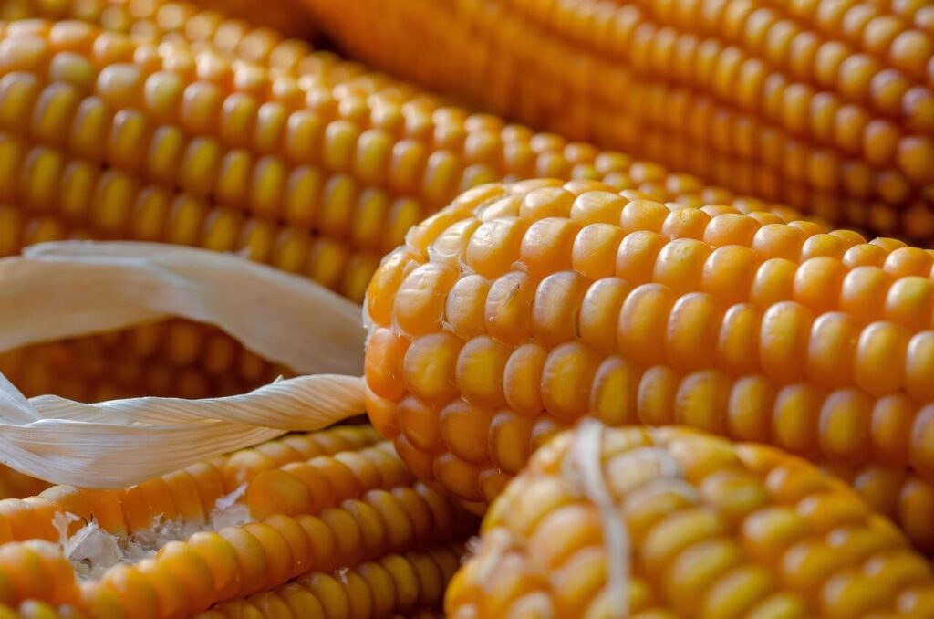 corn